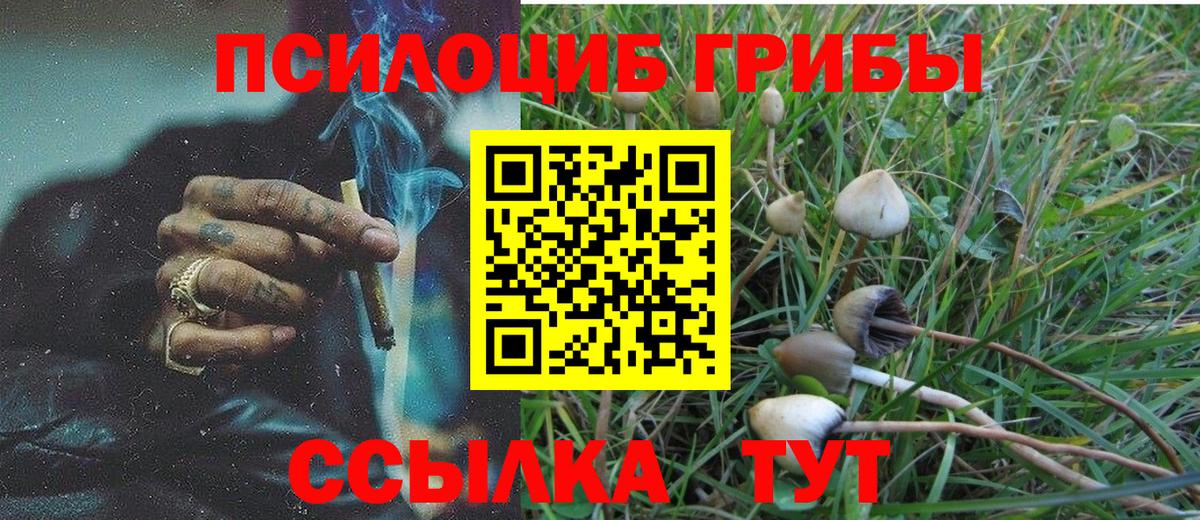 Псилоцибиновые грибы Psilocybe Дубна